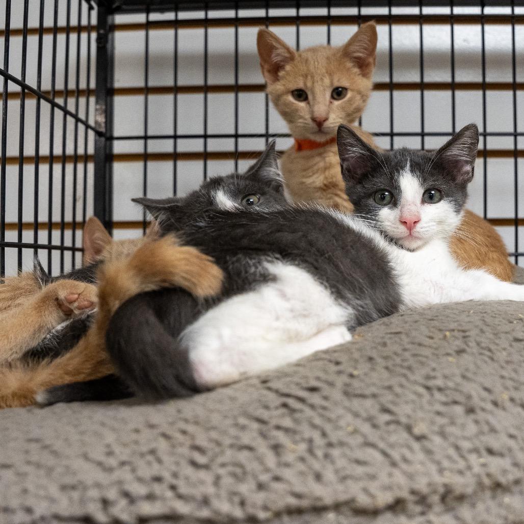 Enlarge Scotty, a Adoptable Domestic Short Hair in Pawling, NY image 4/4