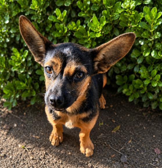 Cami, a Adoptable mixed breed in Seattle, WA image 1/2