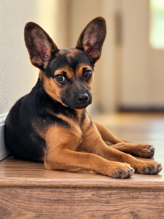 Cami, Adoptable, Young Female Chihuahua.