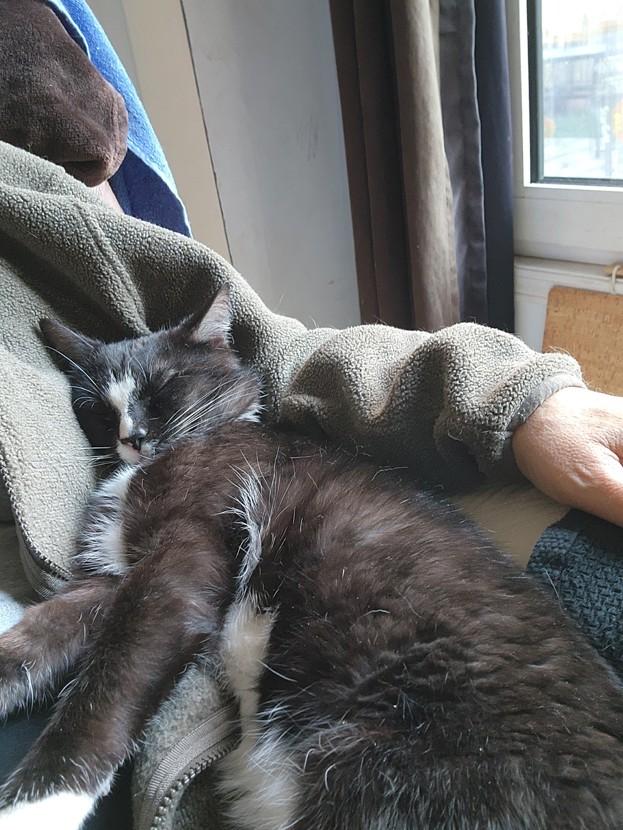 Enlarge Popcorn, a ADOPTABLE mixed breed in Keswick, ON image 2/2