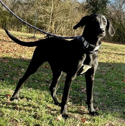 Petunia — thumbnail 2