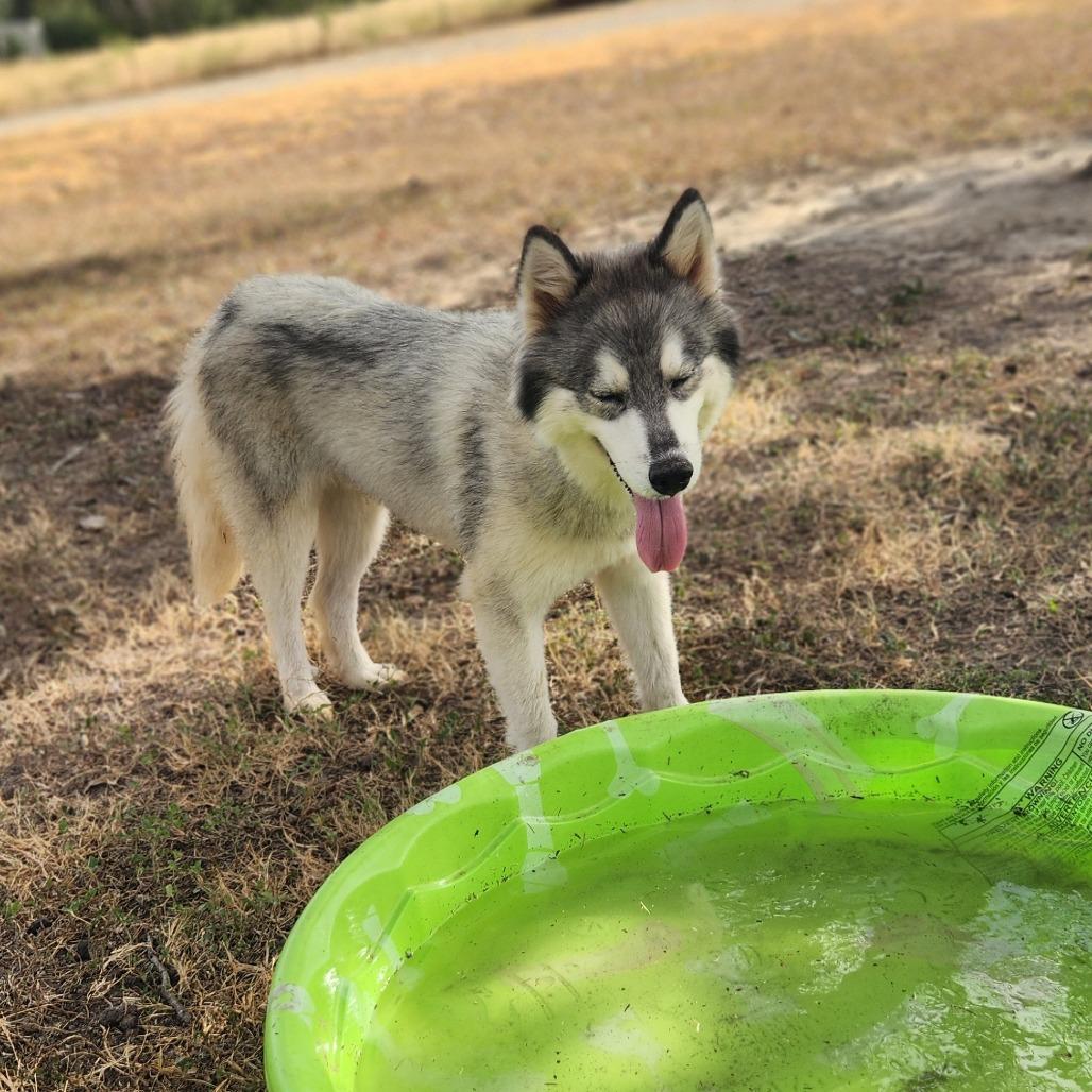 Kermit JuM, an adoptable Keeshond, Husky in Von Ormy, TX, 78073 | Photo Image 6