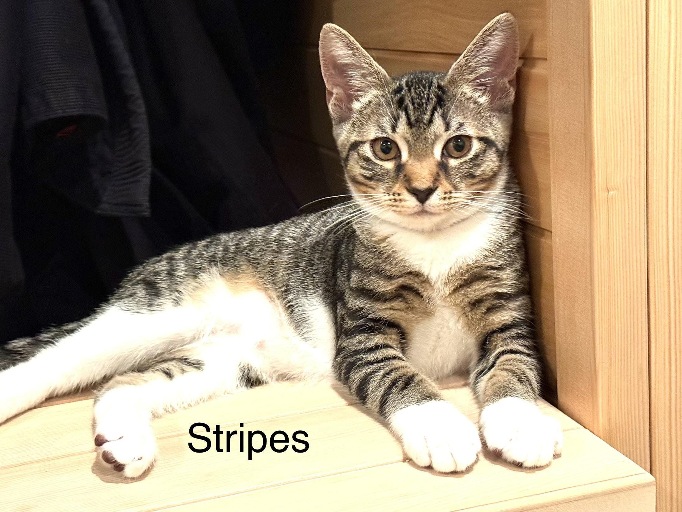 Stripes, a Adoptable Domestic Short Hair in Annapolis, MD image 2/3