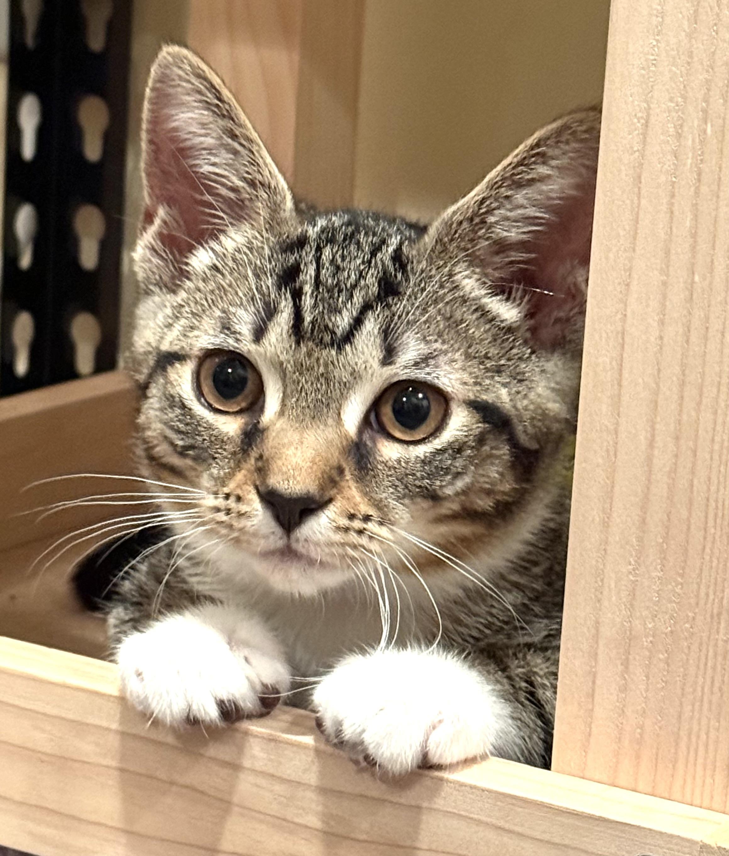 Stripes, a Adoptable Domestic Short Hair in Annapolis, MD image 1/3