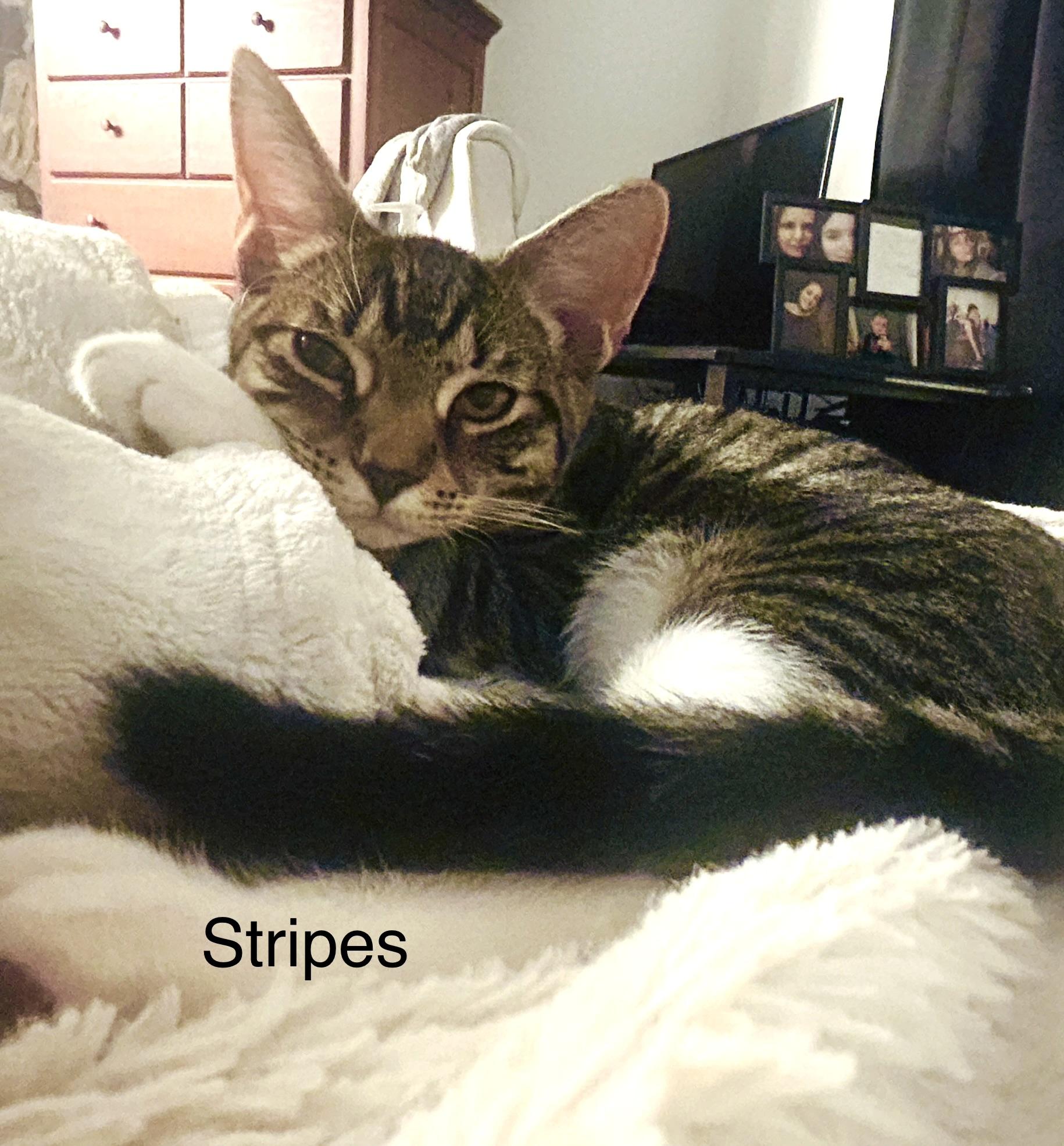 Enlarge Stripes, a Adoptable Domestic Short Hair in Annapolis, MD image 4/4