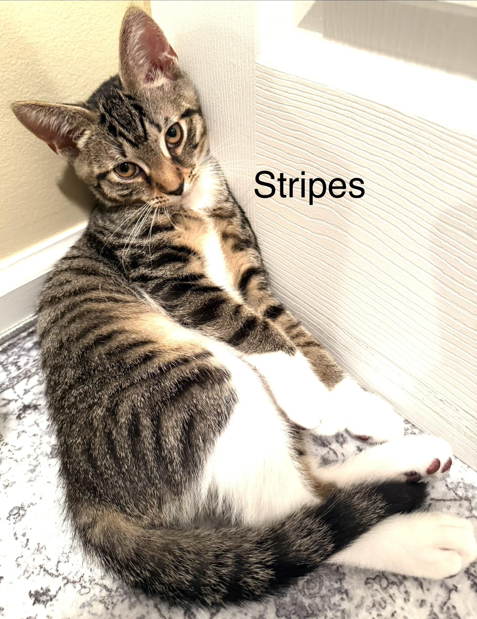 Stripes, a Adoptable Domestic Short Hair in Annapolis, MD image 3/3