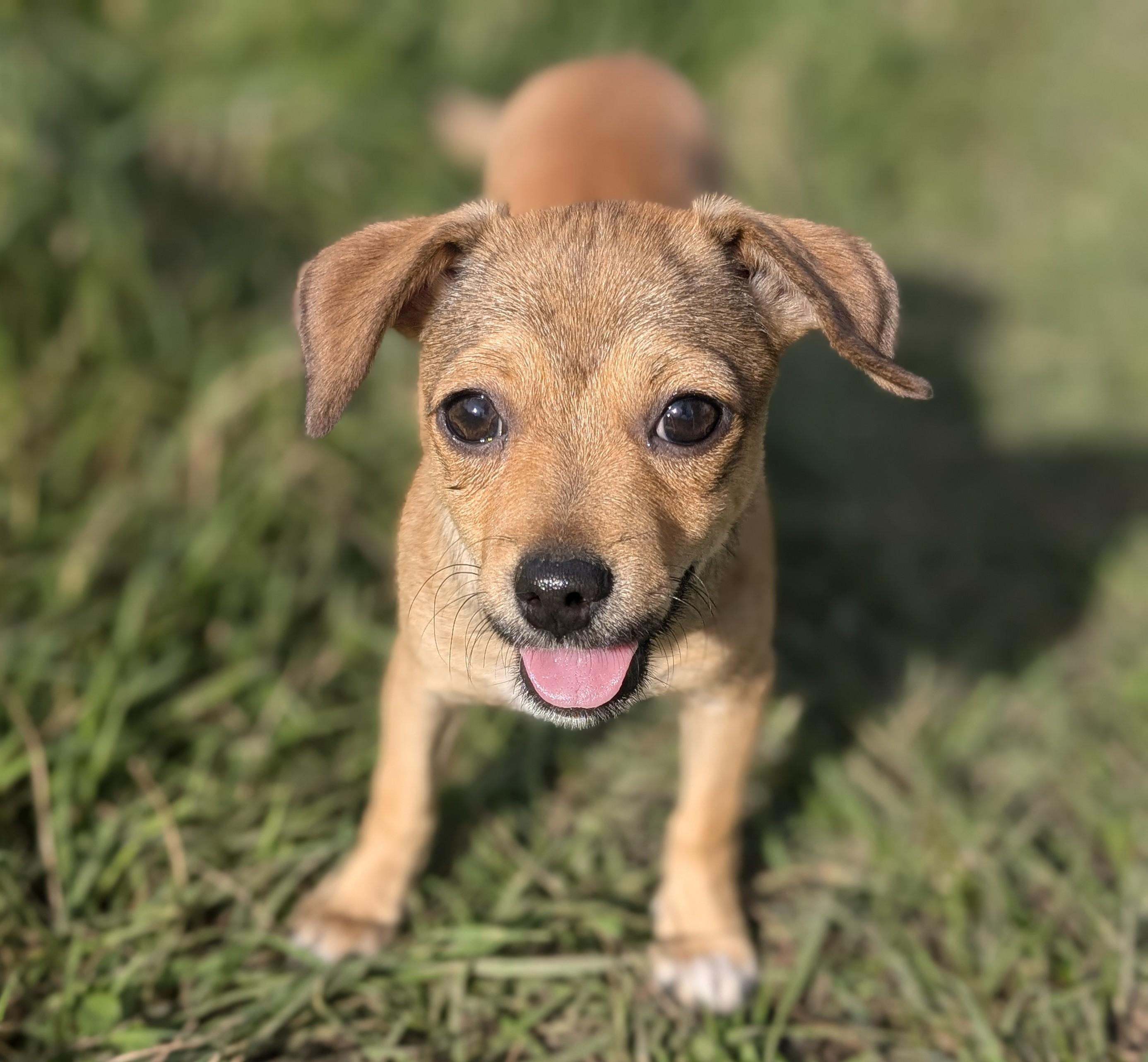 Enlarge Arlie, a Adoptable mixed breed in Minneapolis, MN image 1/6
