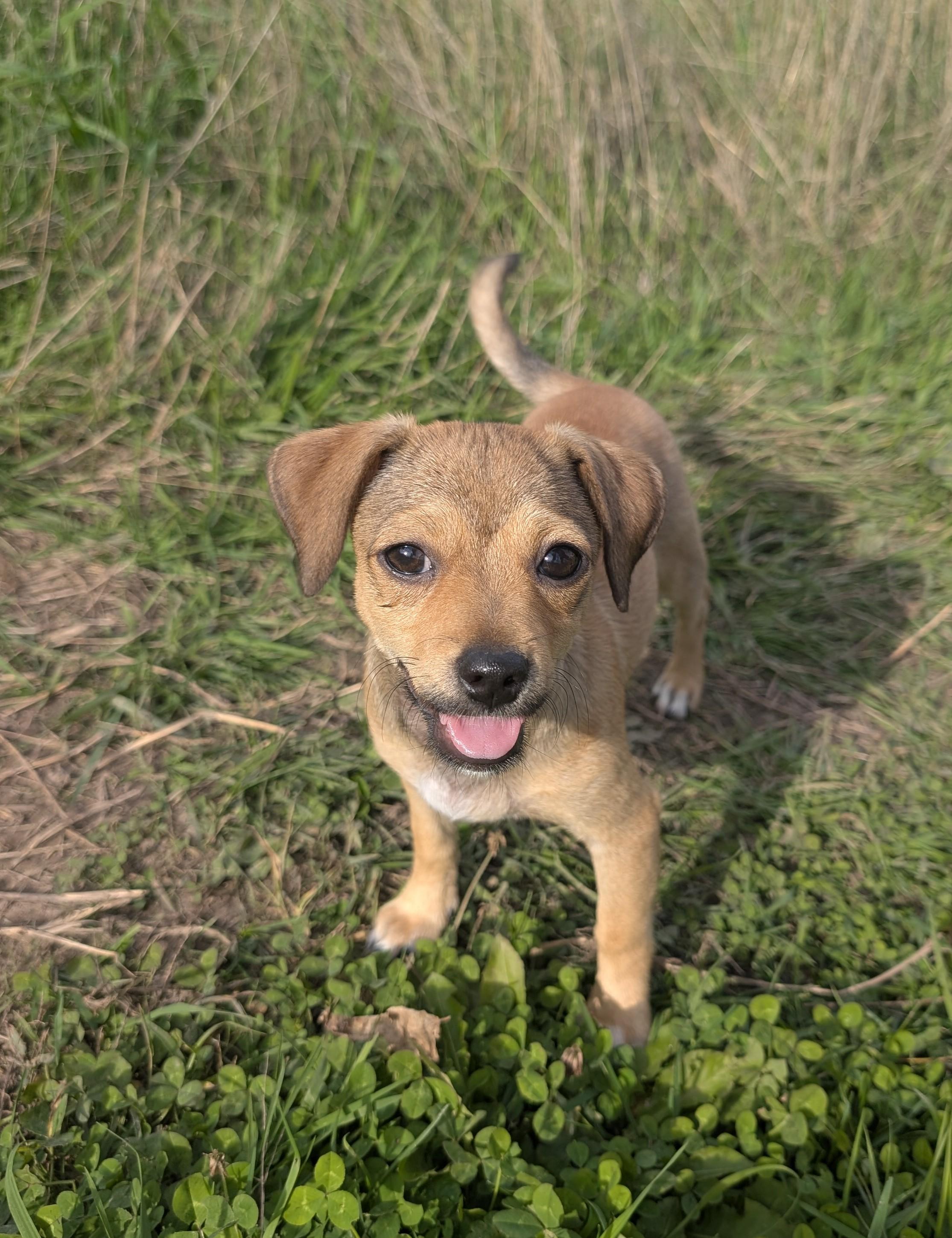Enlarge Arlie, a Adoptable mixed breed in Minneapolis, MN image 3/6
