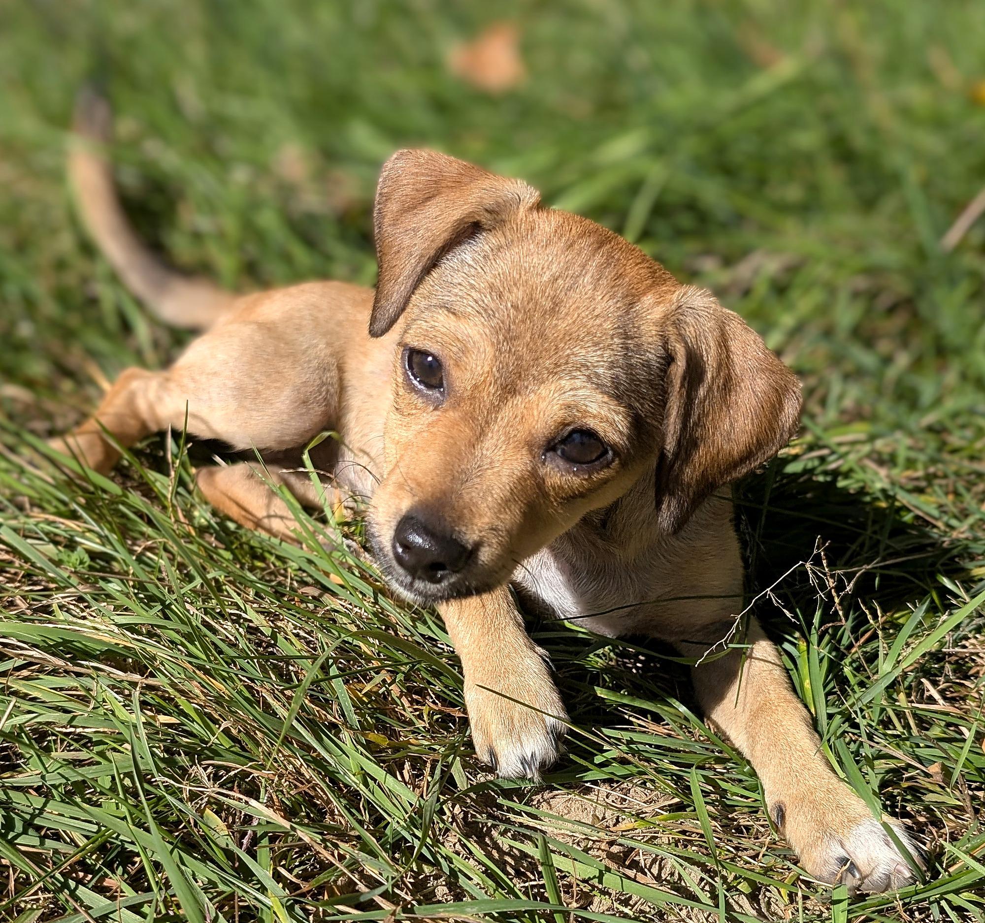 Enlarge Arlie, a Adoptable mixed breed in Minneapolis, MN image 4/6