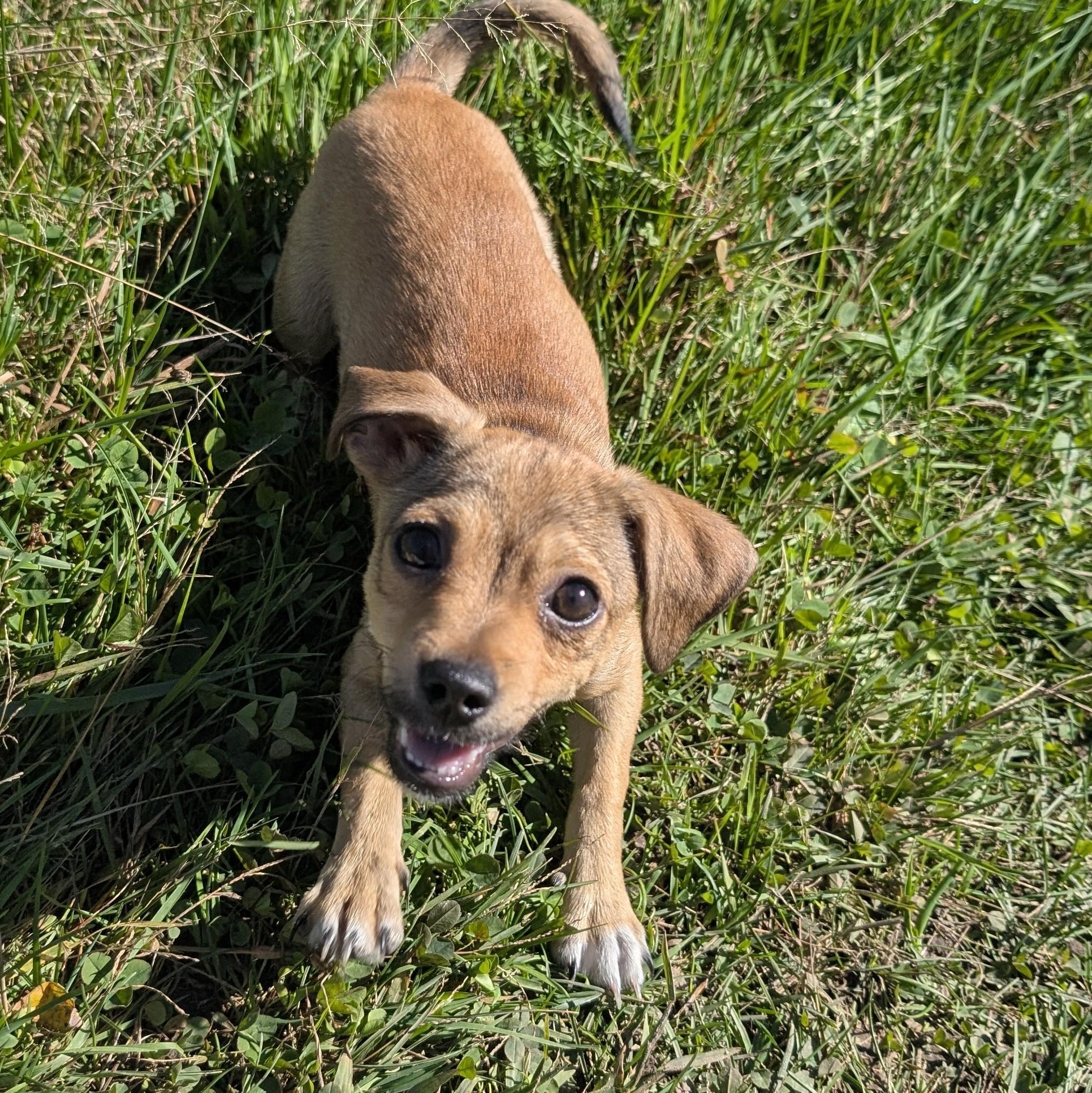 Enlarge Arlie, a Adoptable mixed breed in Minneapolis, MN image 5/6