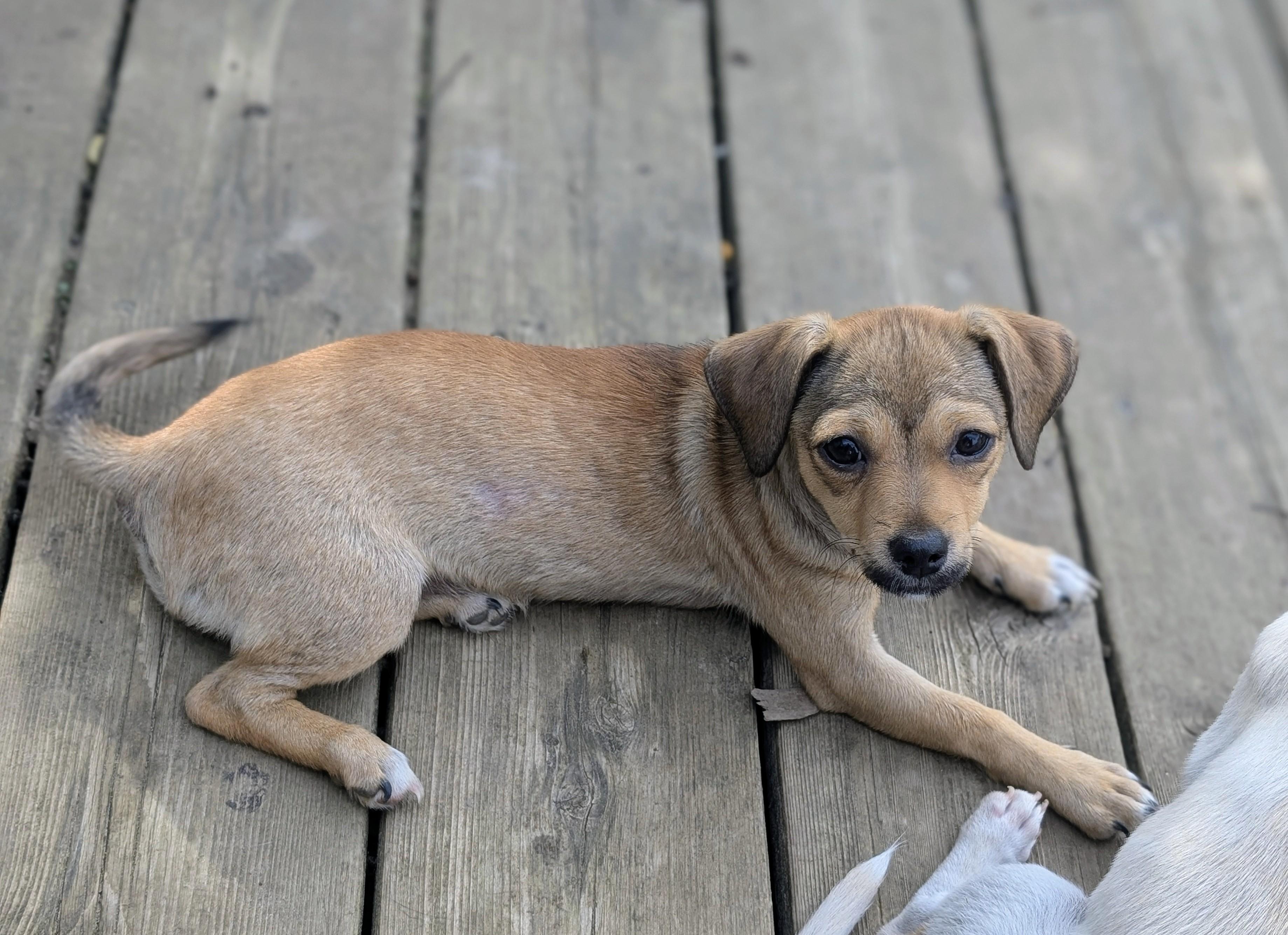 Enlarge Arlie, a Adoptable mixed breed in Minneapolis, MN image 6/6