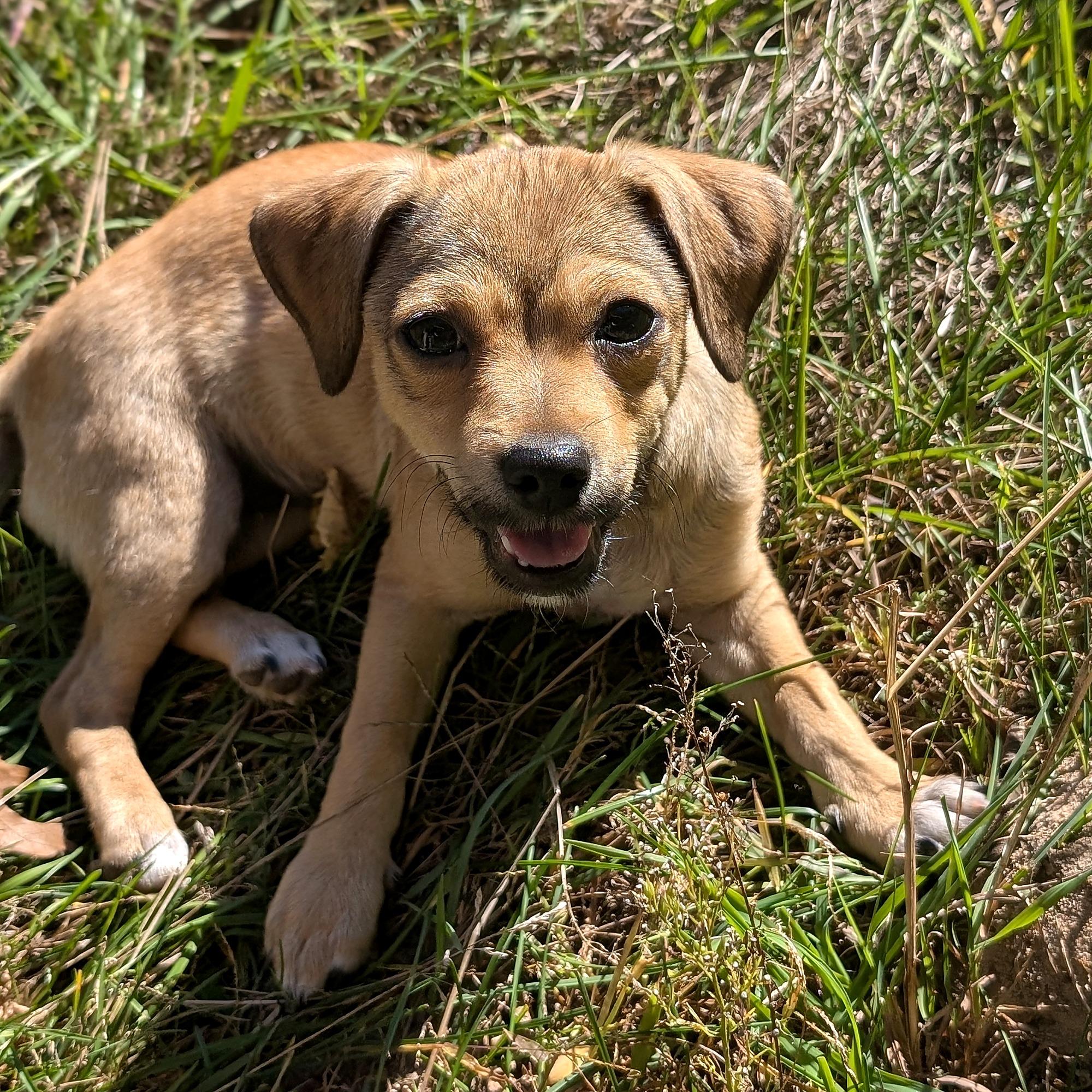 Enlarge Arlie, a Adoptable mixed breed in Minneapolis, MN image 2/6