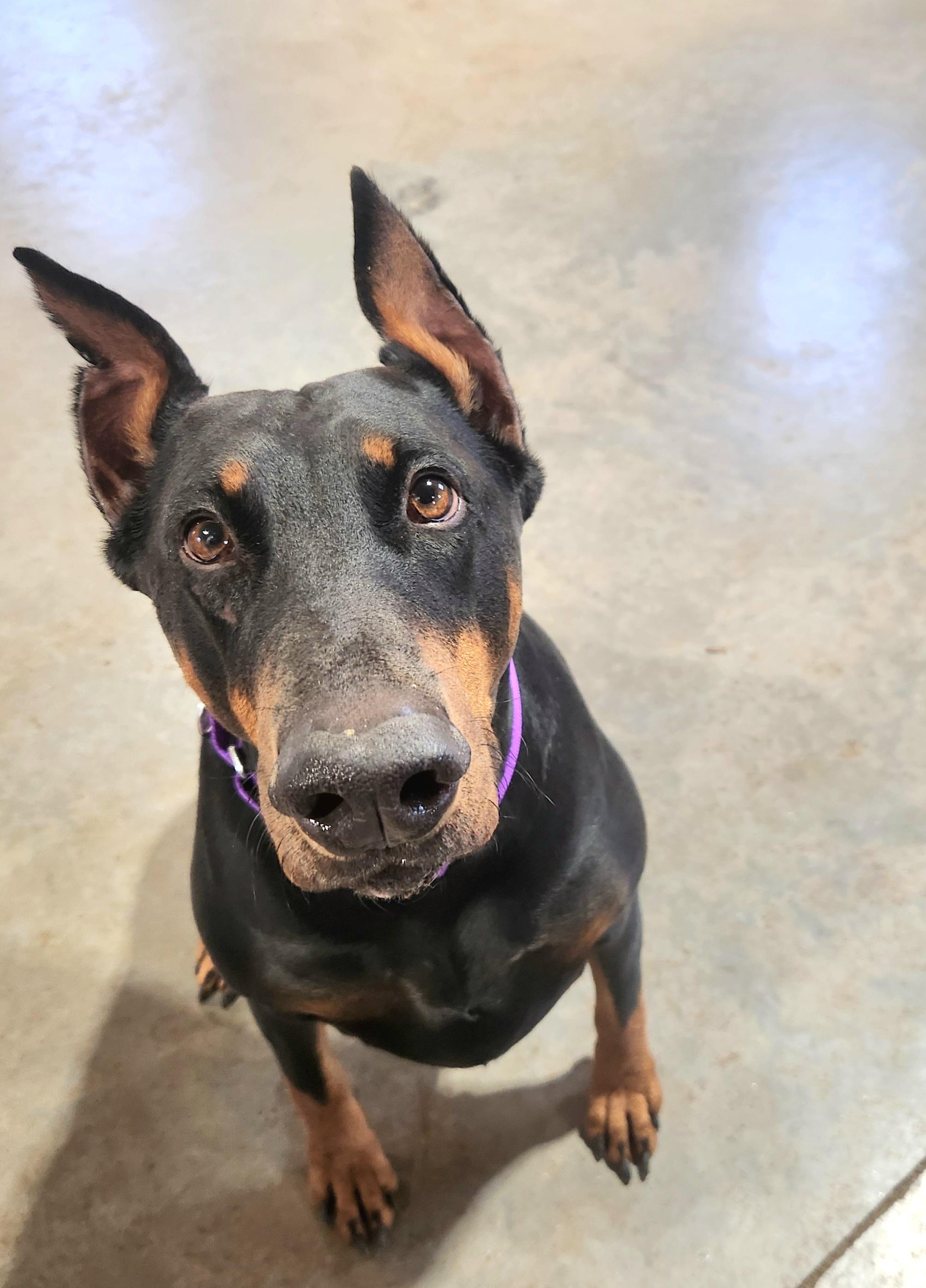 Jasmine, ADOPTABLE, Young Female Doberman Pinscher.