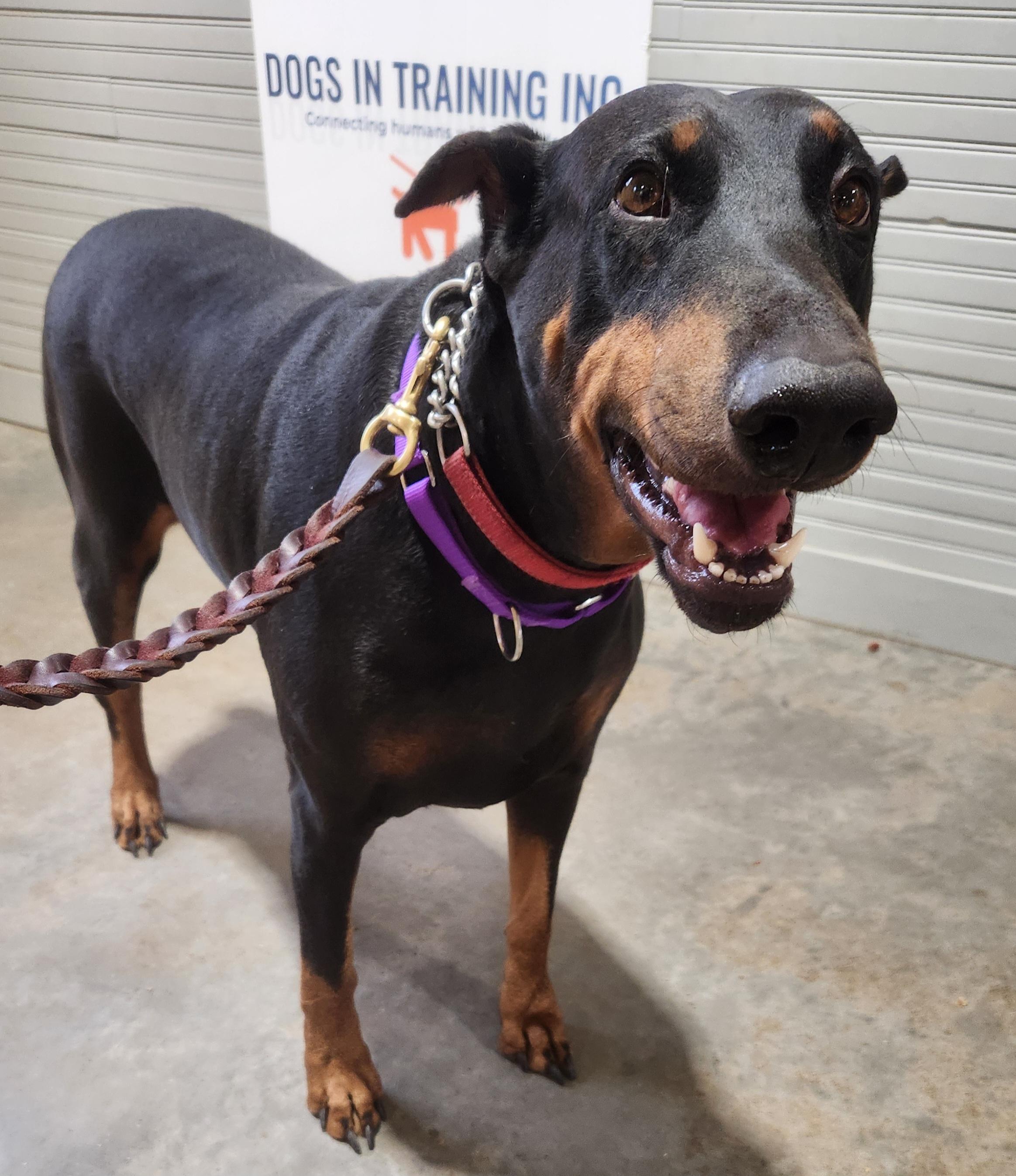 Enlarge Jasmine, a ADOPTABLE Doberman Pinscher in Pelzer, SC image 2/3