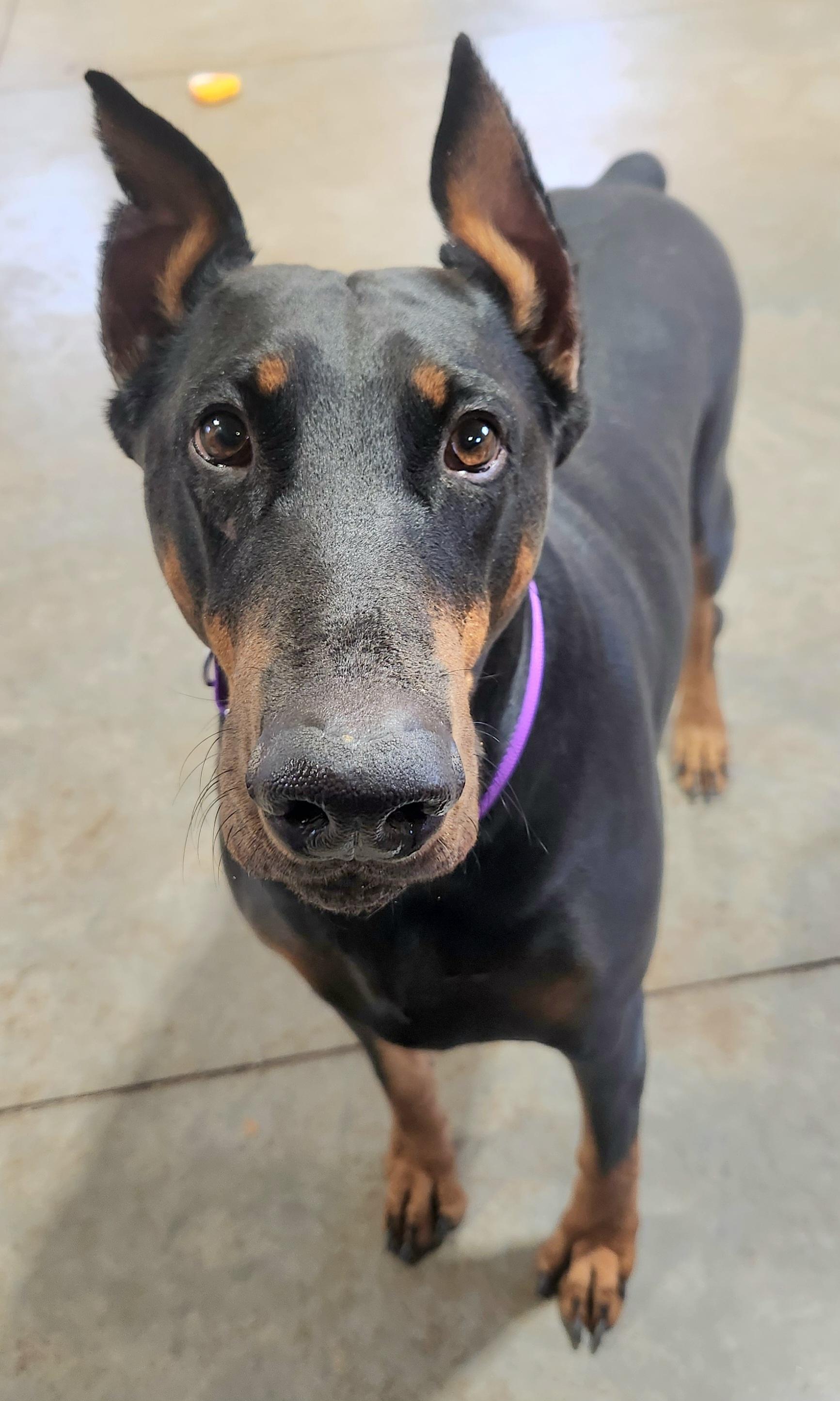 Enlarge Jasmine, a ADOPTABLE Doberman Pinscher in Pelzer, SC image 3/3