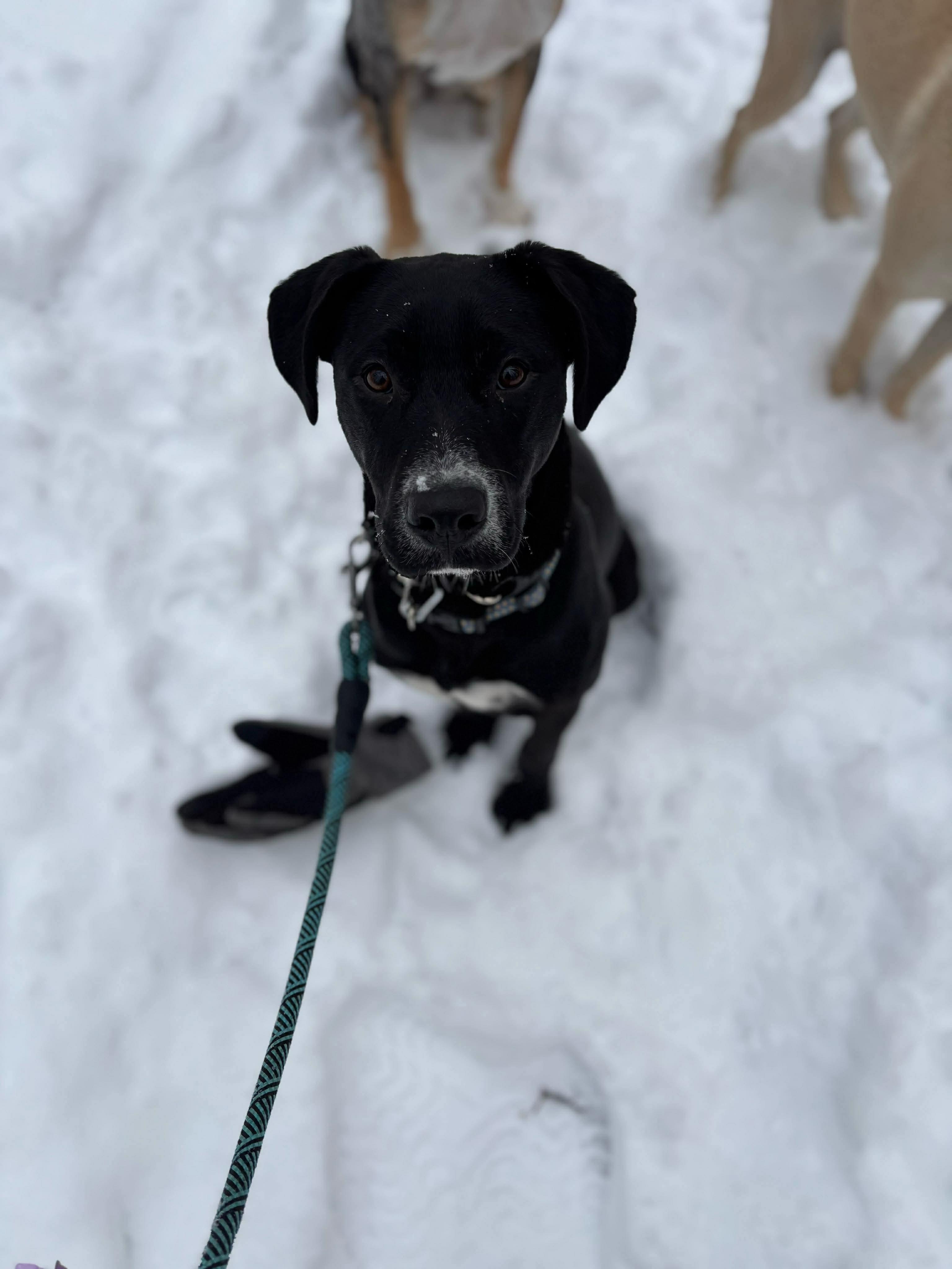 Enlarge Gracie, a Adoptable mixed breed in Portland, ME image 3/5