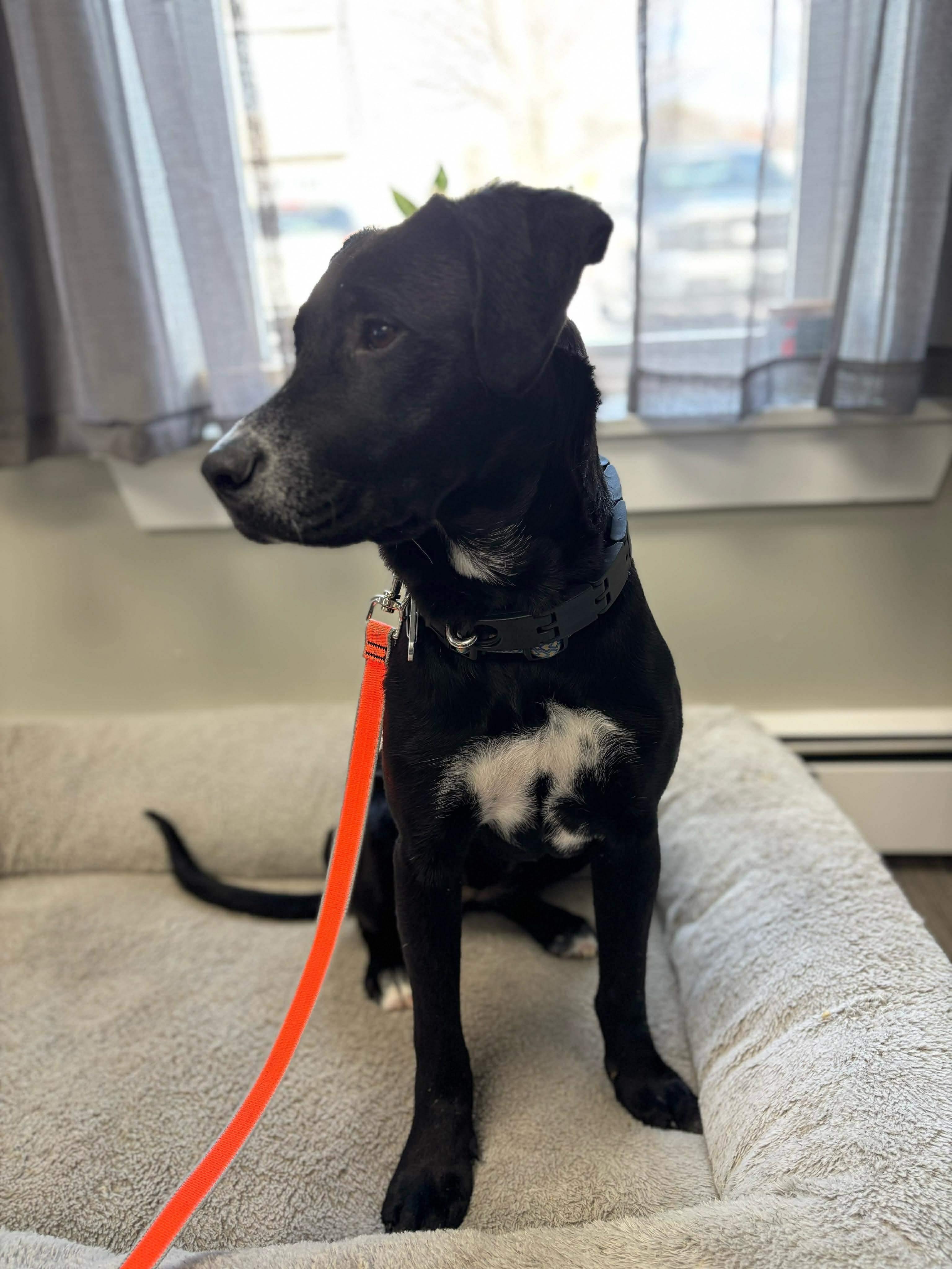 Enlarge Gracie, a Adoptable mixed breed in Portland, ME image 2/5