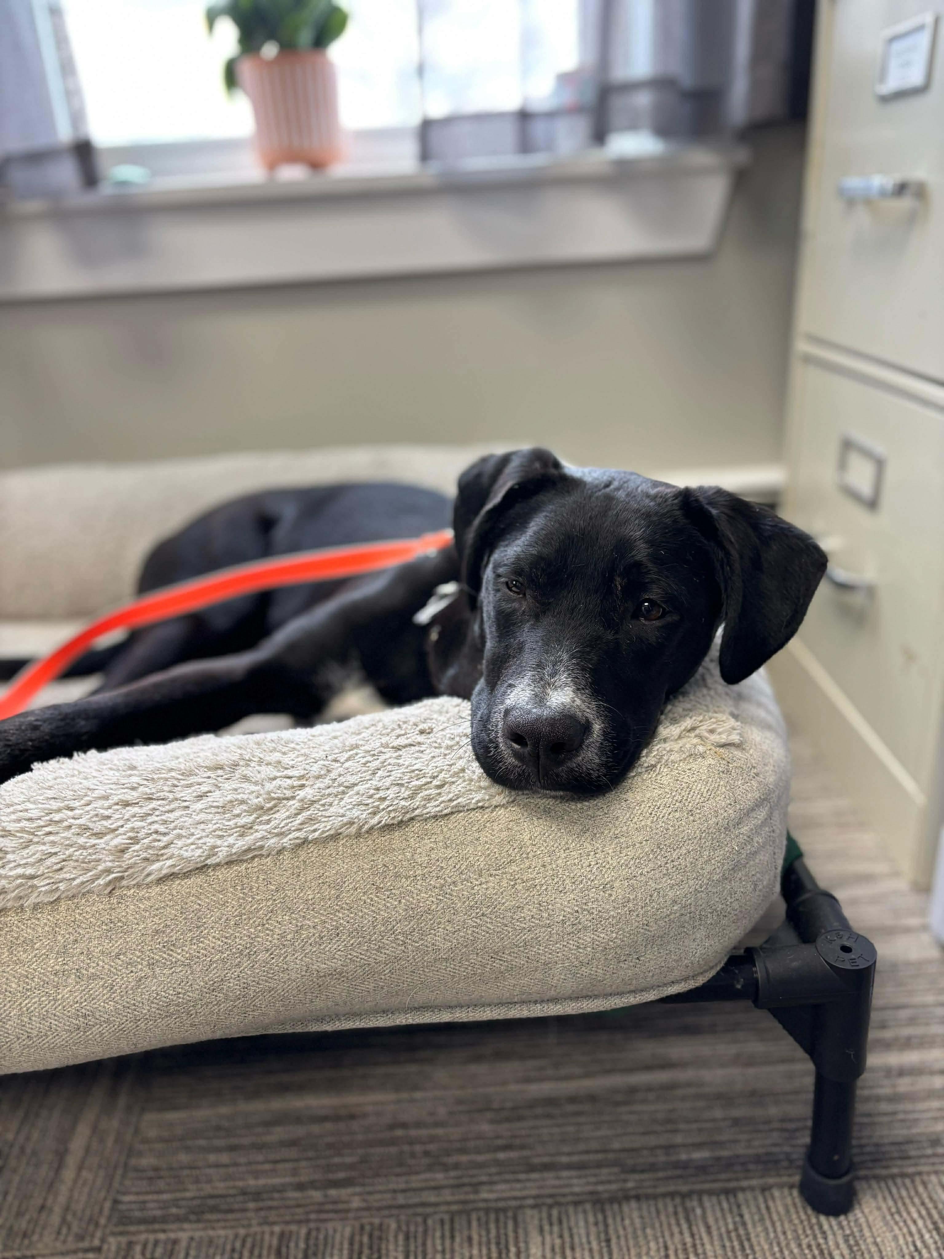 Enlarge Gracie, a Adoptable mixed breed in Portland, ME image 5/5