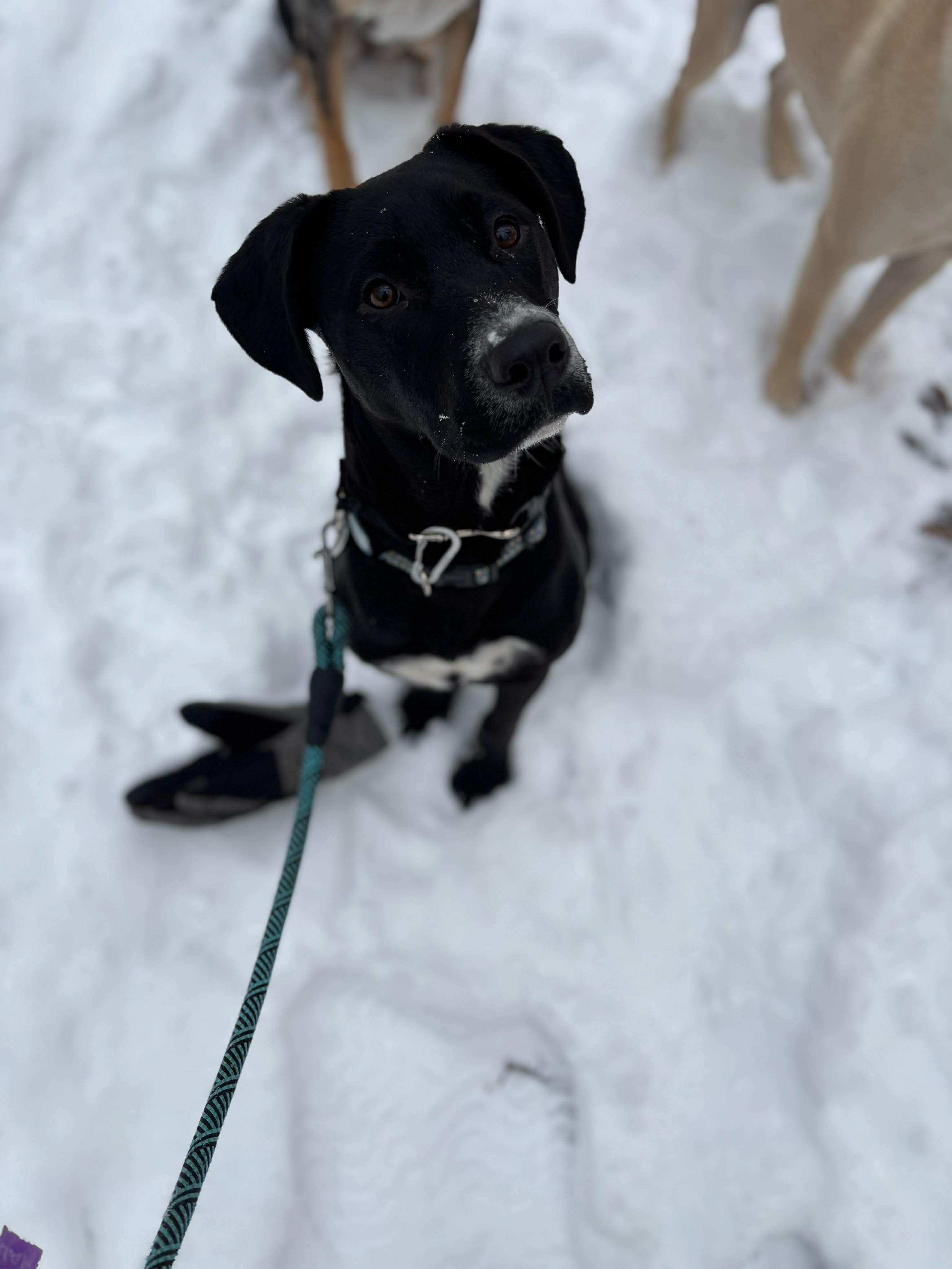 Enlarge Gracie, a Adoptable mixed breed in Portland, ME image 4/5