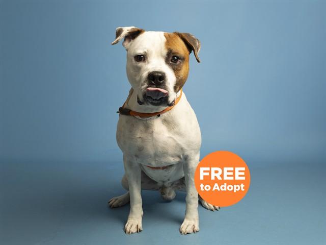MARCUS, Adoptable, Adult Male Pit Bull Terrier.