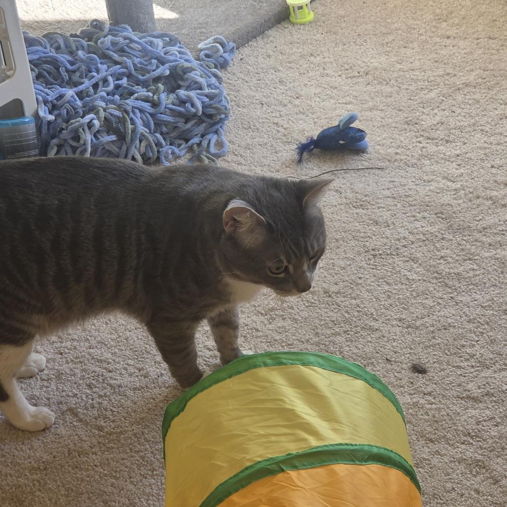 Enlarge Lucky, a Adoptable Domestic Short Hair in Frederick, MD image 1/2