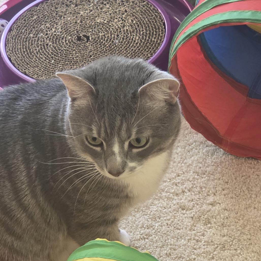 Enlarge Lucky, a Adoptable Domestic Short Hair in Frederick, MD image 2/2