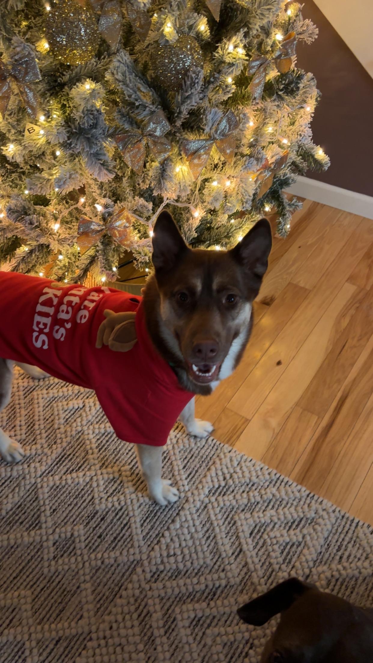 Benji, ADOPTABLE, Young Male Husky.