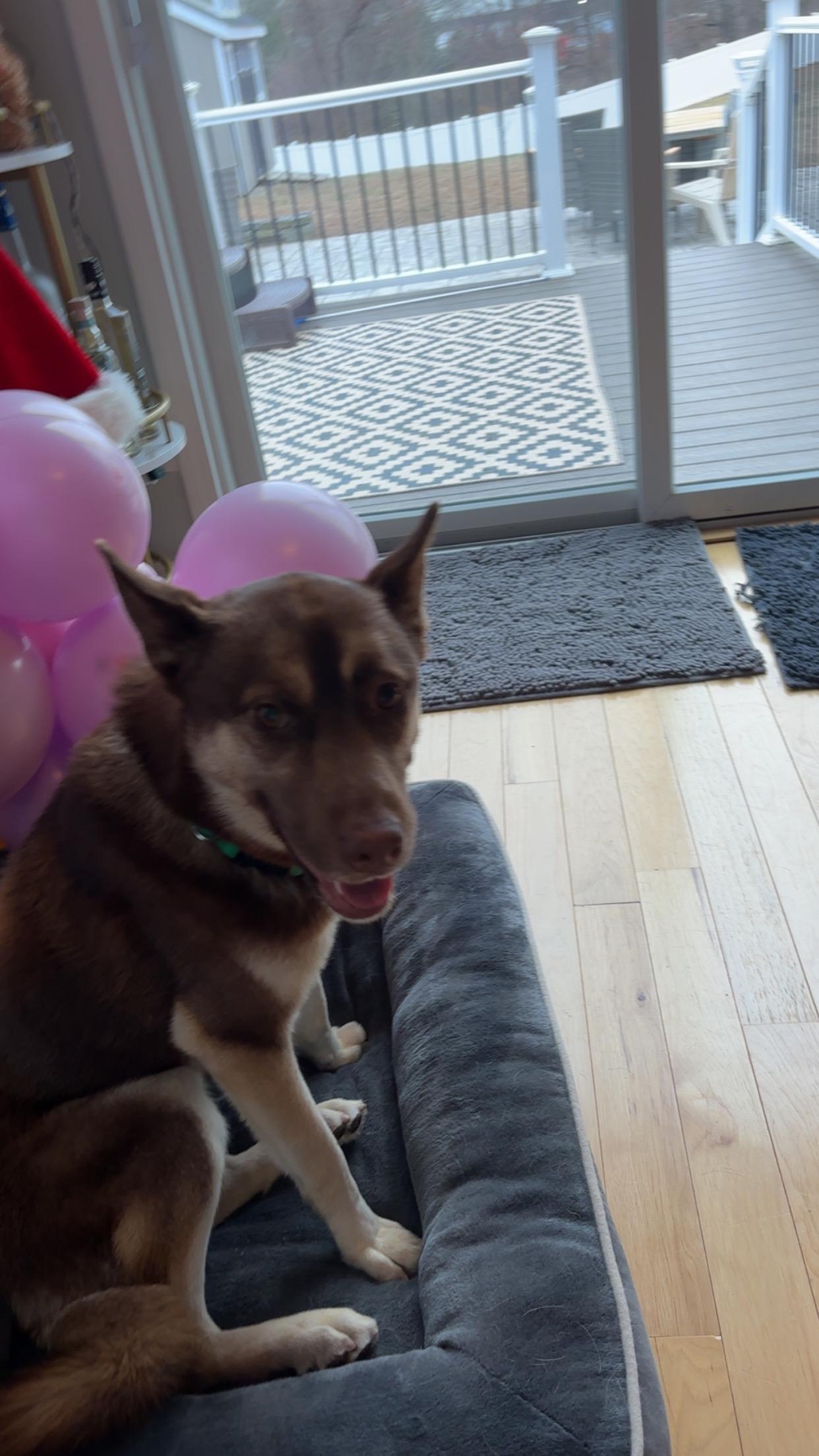 Enlarge Benji, a ADOPTABLE Husky in Putnam, CT image 5/6