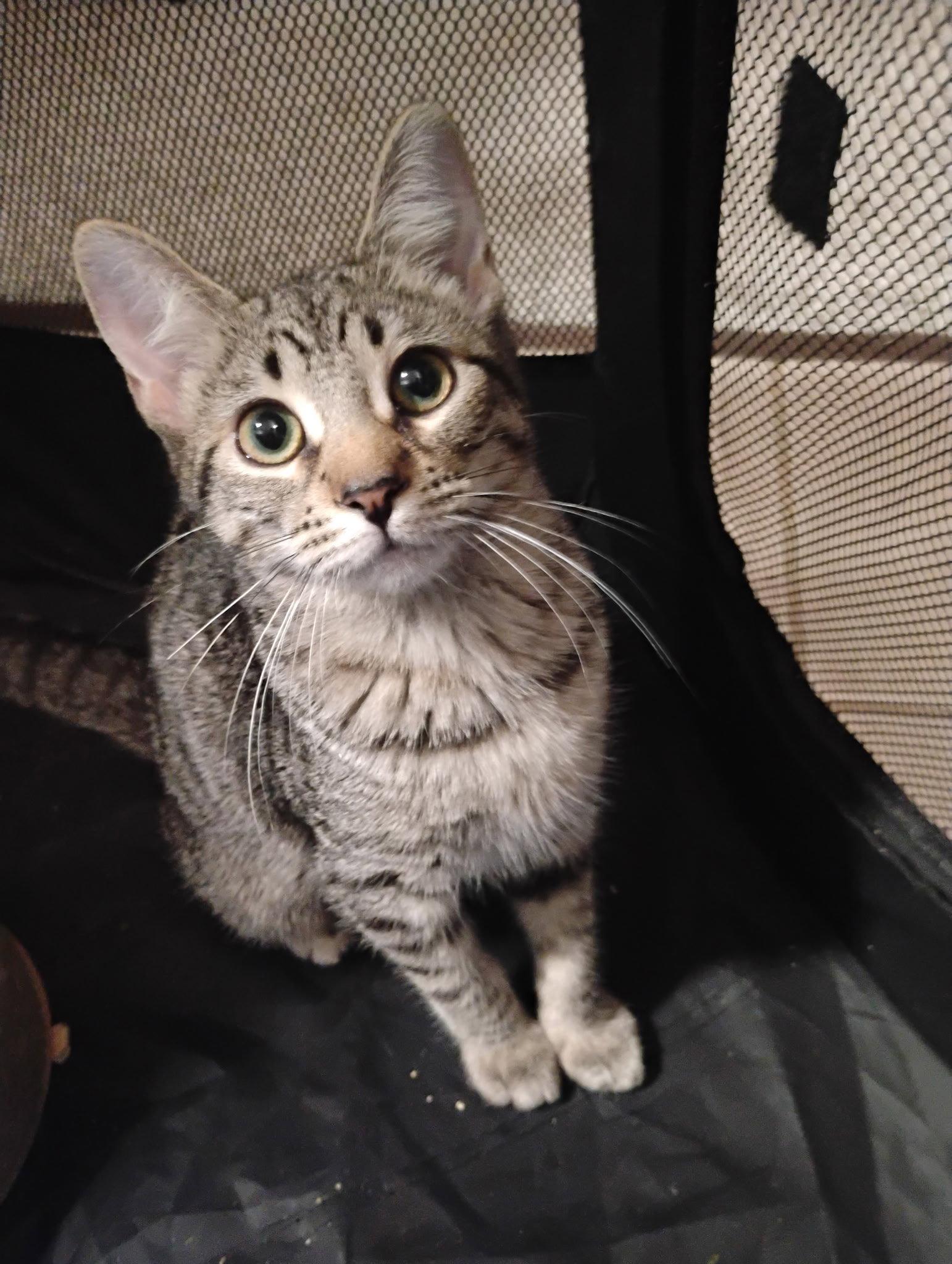 Millie ( Kat), a Adoptable Tabby in Vacaville, CA image 1/2