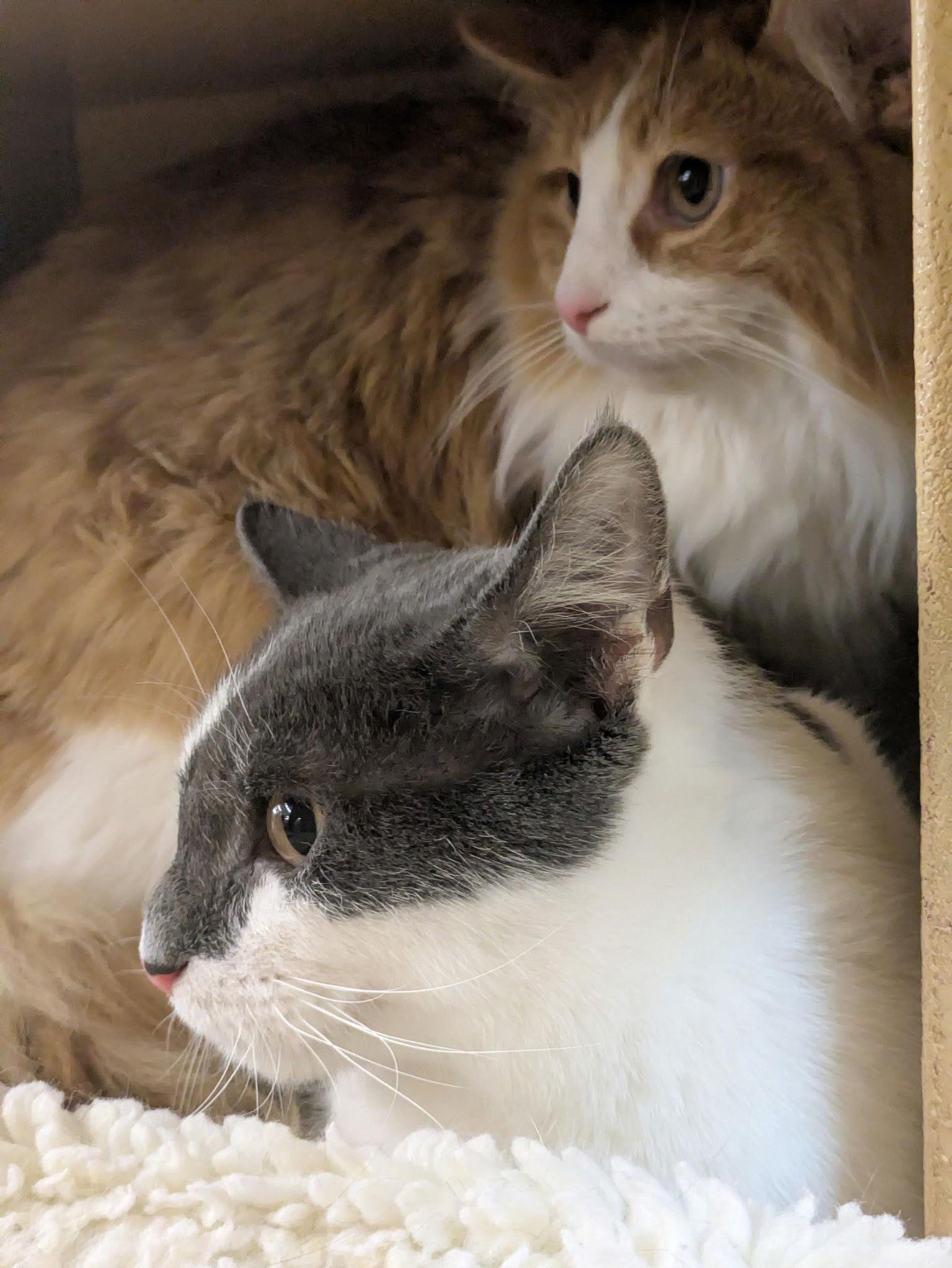 Soleil — thumbnail 2