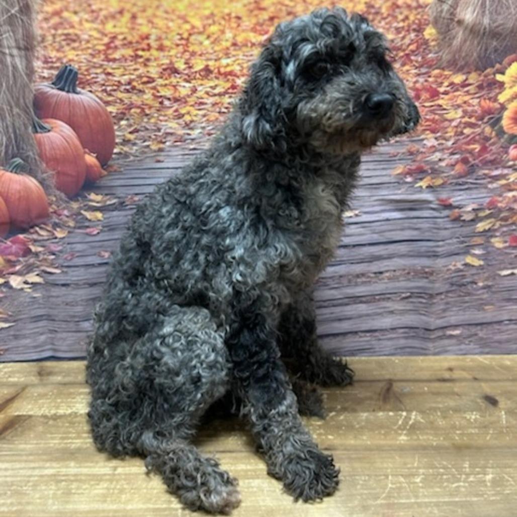 Enlarge Cindy, a Adoptable Miniature Poodle in Normal, IL image 1/4