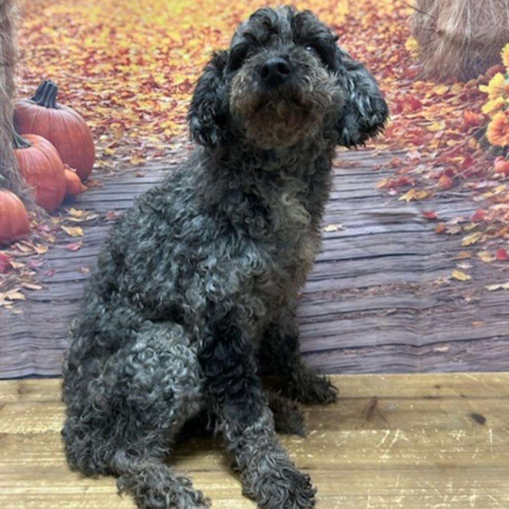 Enlarge Cindy, a Adoptable Miniature Poodle in Normal, IL image 2/4