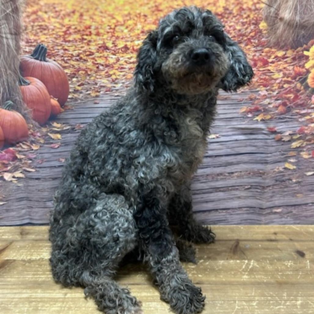 Enlarge Cindy, a Adoptable Miniature Poodle in Normal, IL image 3/4