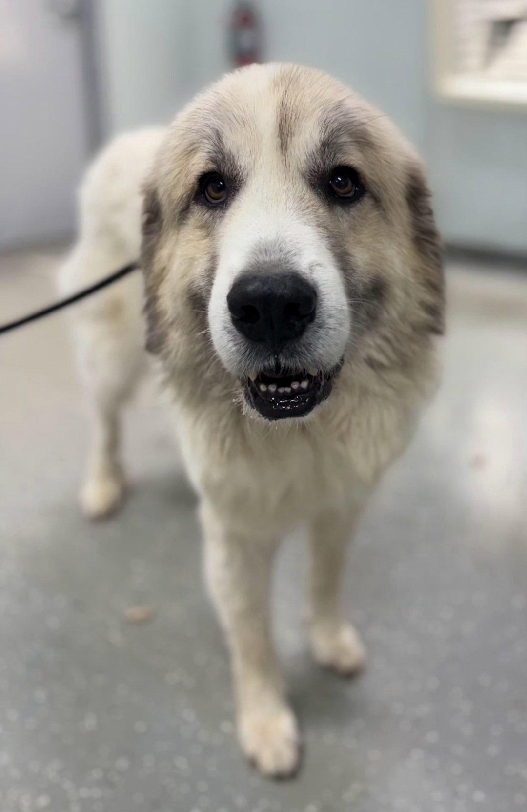 Enlarge Cider, a Adoptable Great Pyrenees in Croydon, NH image 1/2
