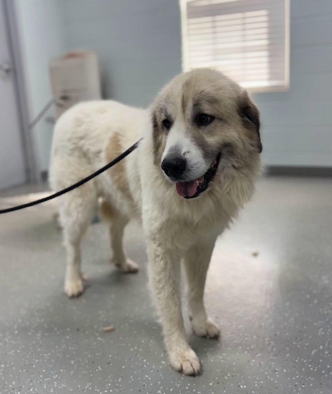 Enlarge Cider, a Adoptable Great Pyrenees in Croydon, NH image 2/2