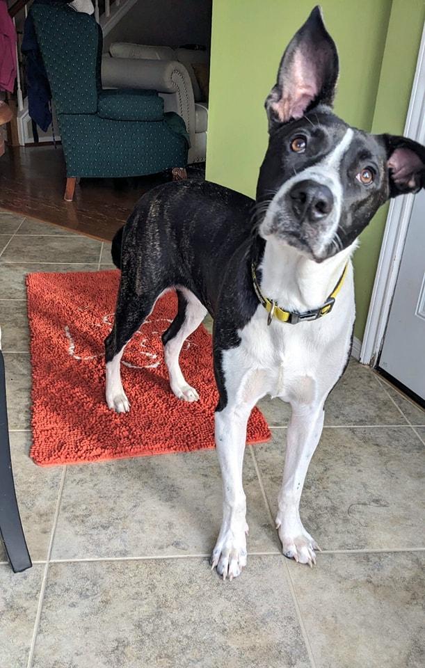 Woodman BR13379-T, Adoptable, Adult Male Great Dane & Labrador Retriever.