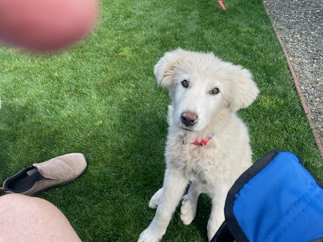 Enlarge ABBY, a Adopted Great Pyrenees in Amboy, WA image 1/3