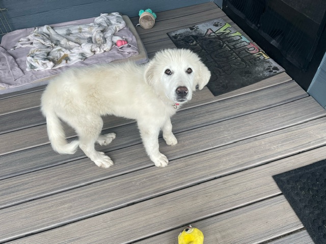 Enlarge ABBY, a Adopted Great Pyrenees in Amboy, WA image 2/3