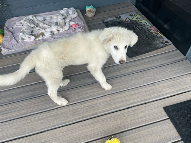 Enlarge ABBY, a Adopted Great Pyrenees in Amboy, WA image 3/3