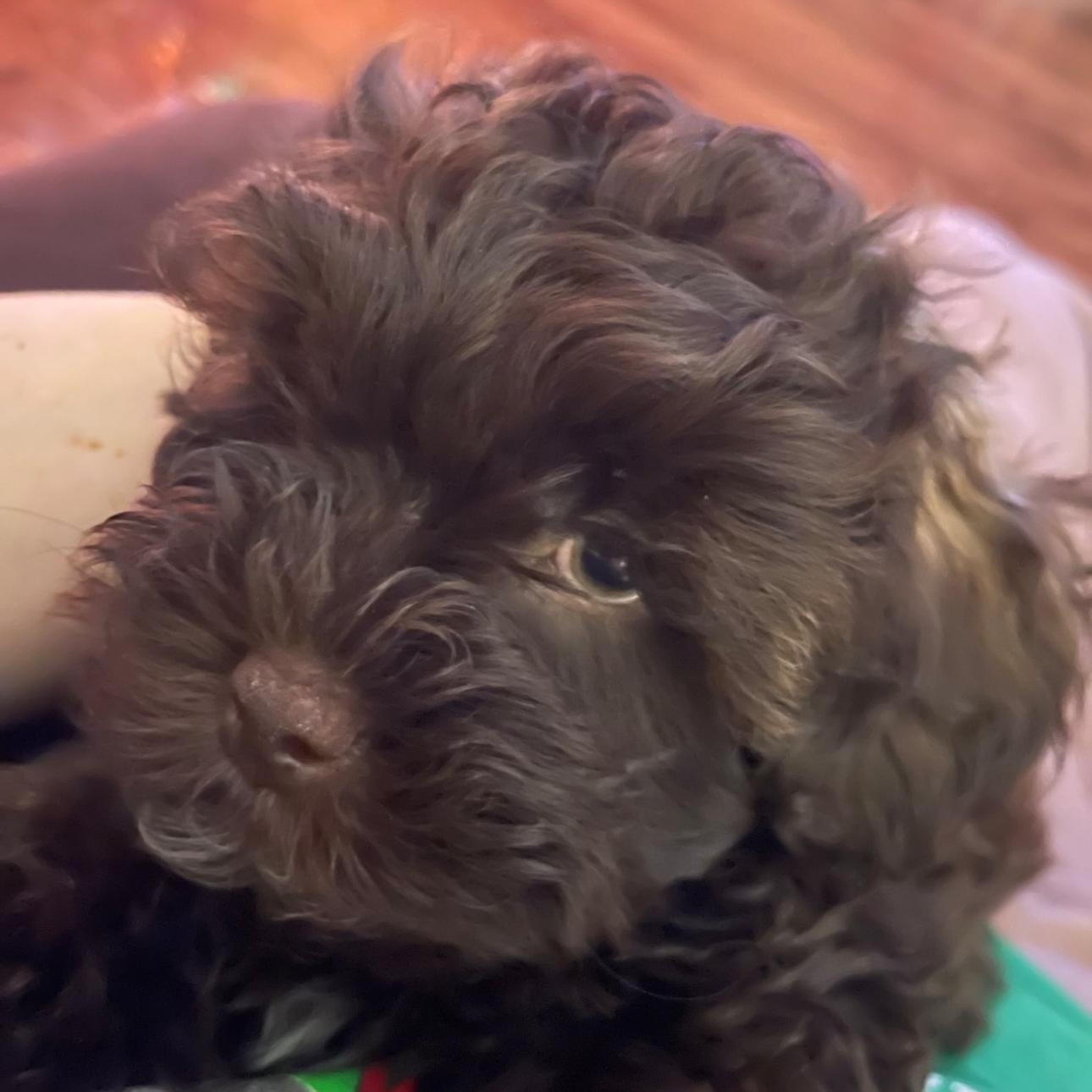 2120 Mystery, adopted, Puppy Male Shih Tzu.