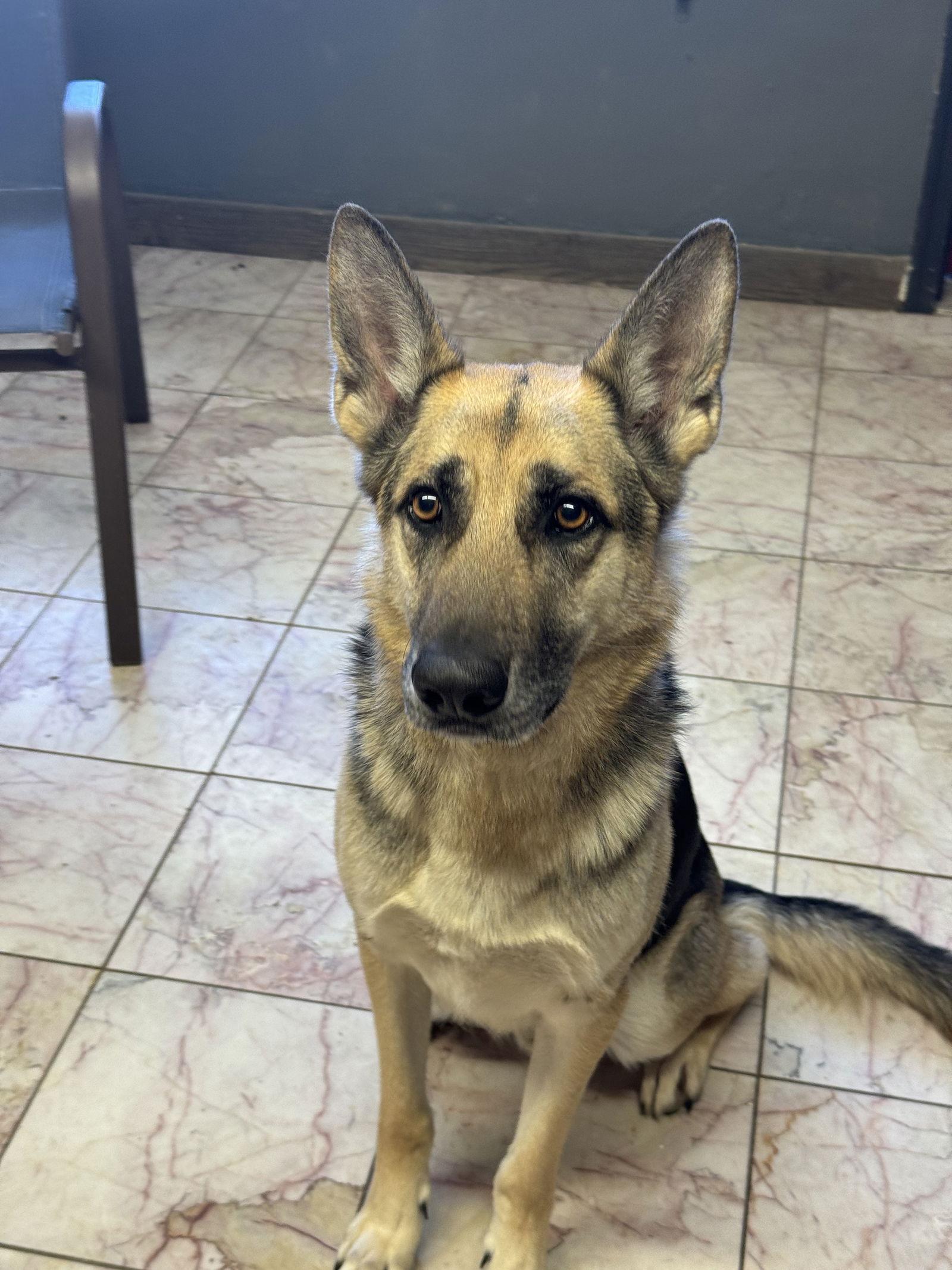 Enlarge Fletcher, a Adoptable German Shepherd Dog in Leavenworth, KS image 1/3