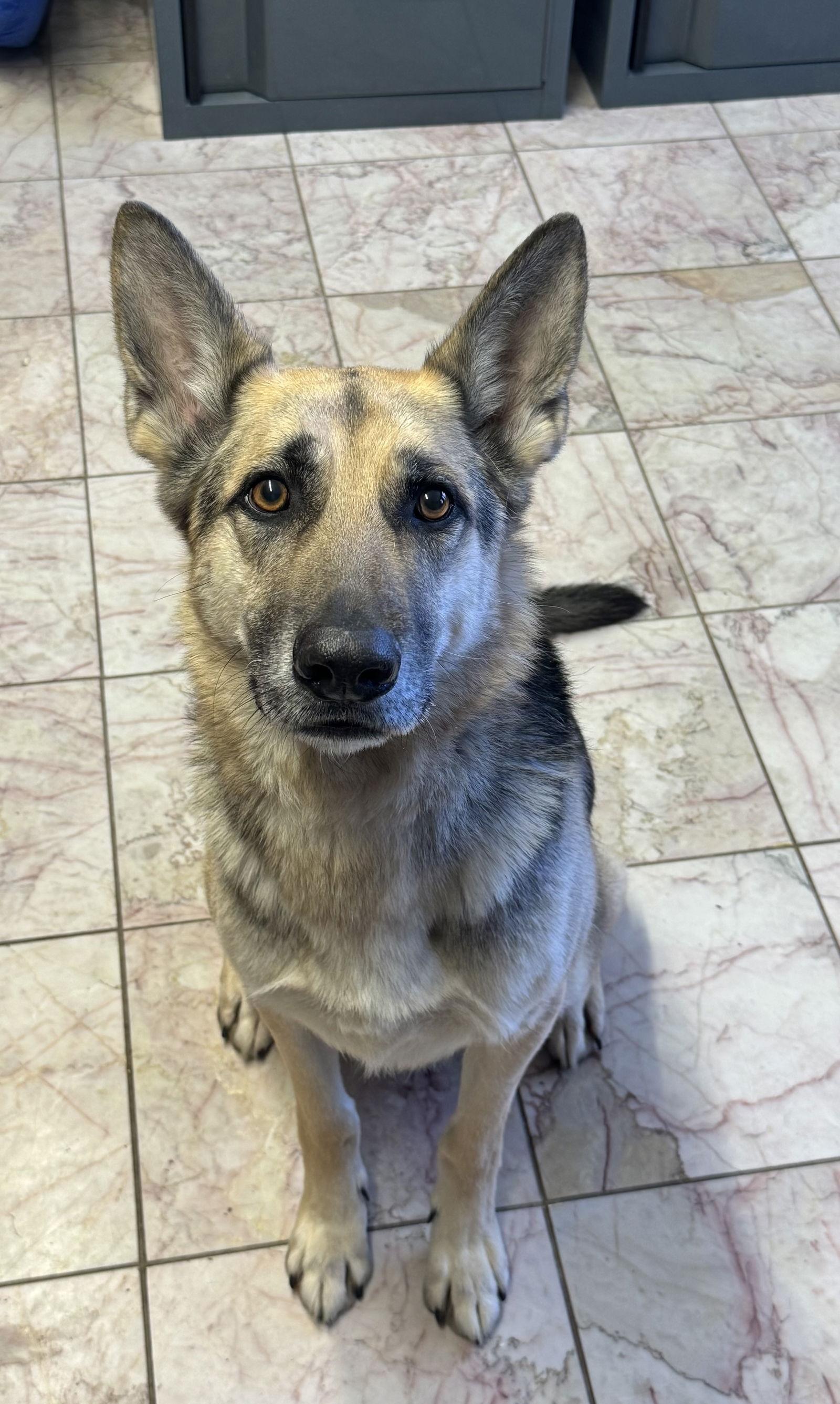 Enlarge Fletcher, a Adoptable German Shepherd Dog in Leavenworth, KS image 2/3