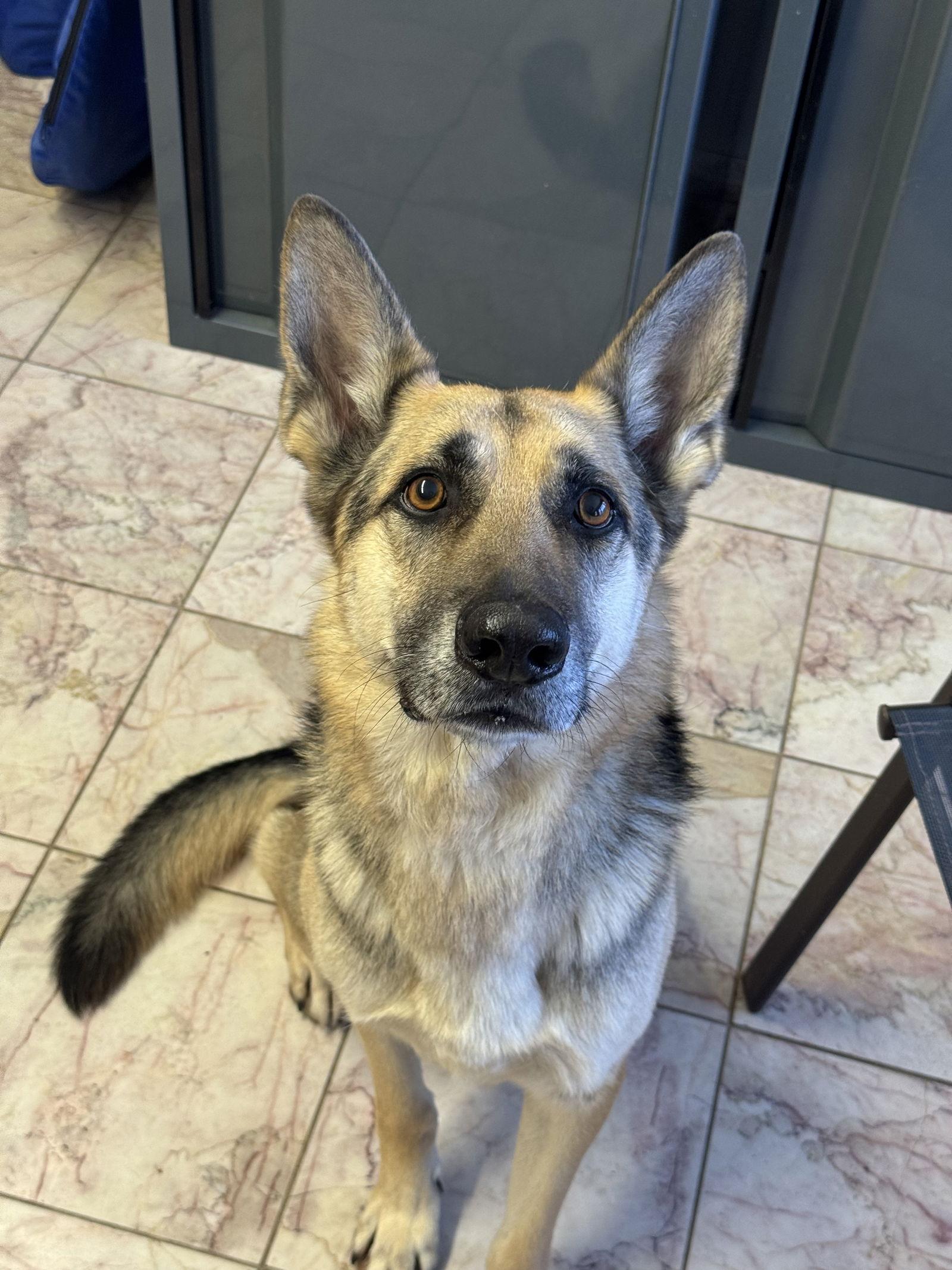 Enlarge Fletcher, a Adoptable German Shepherd Dog in Leavenworth, KS image 3/3