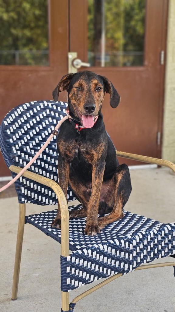 Jay Bird, Adoptable, Young Male German Shepherd Dog & Hound.