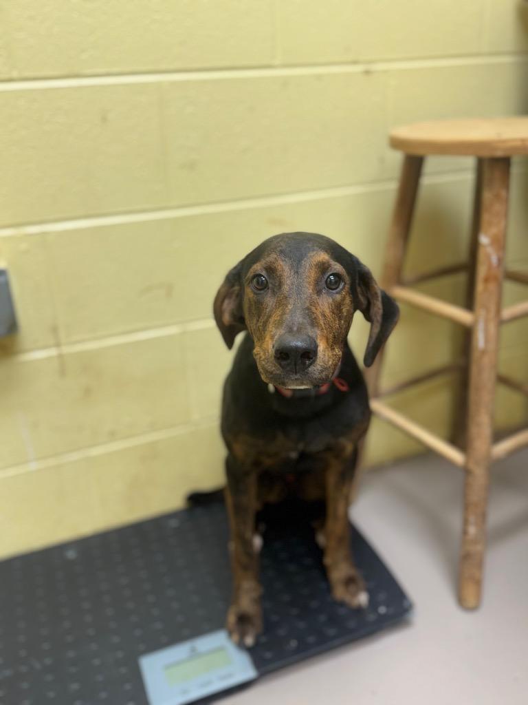 Enlarge Jay Bird, a Adoptable mixed breed in Crossville, TN image 2/2