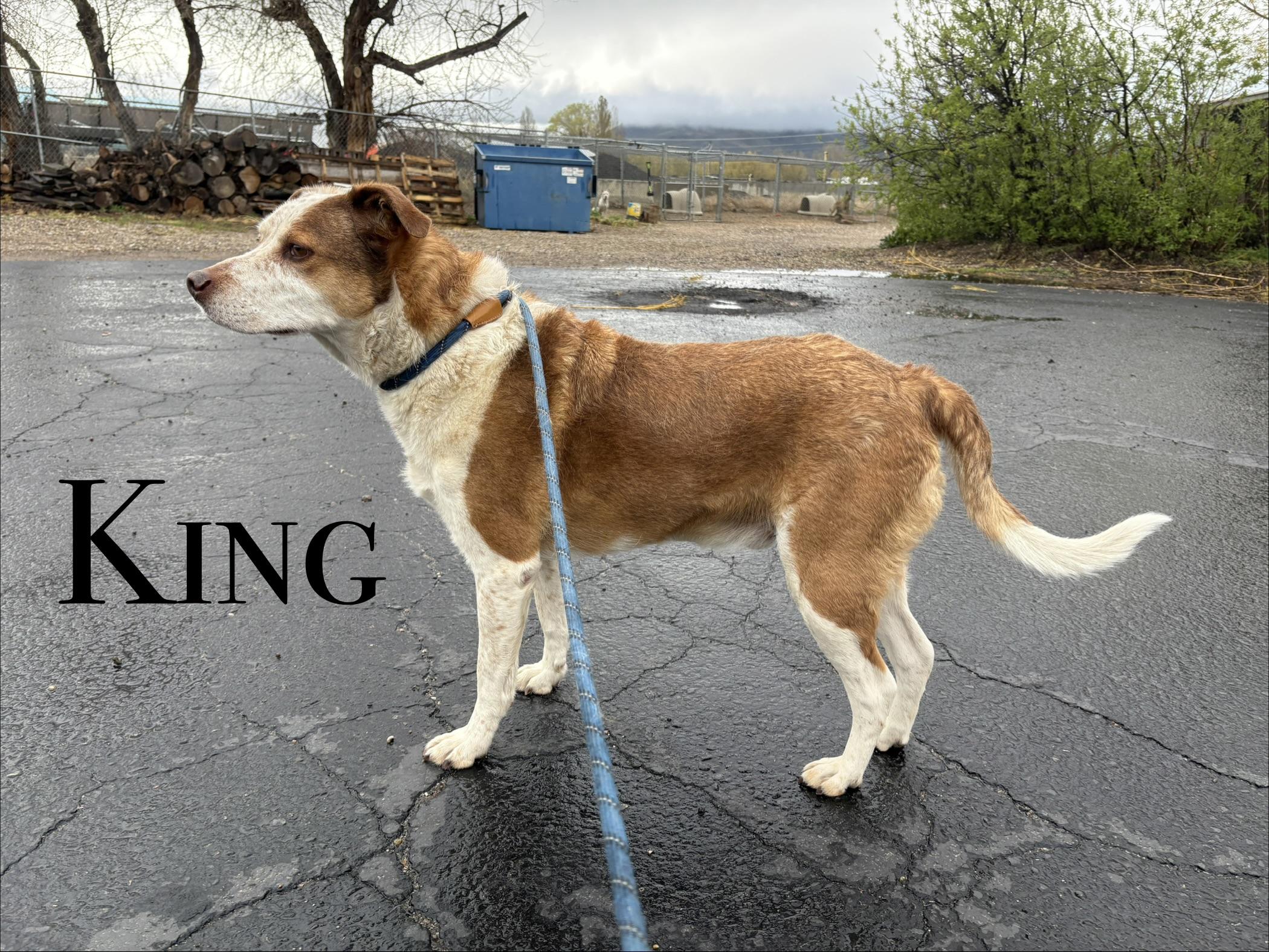 King, ADOPTABLE, Adult Male Australian Cattle Dog / Blue Heeler.