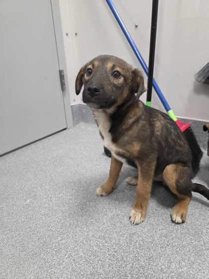 Talley, adopted, Young Female Shepherd.