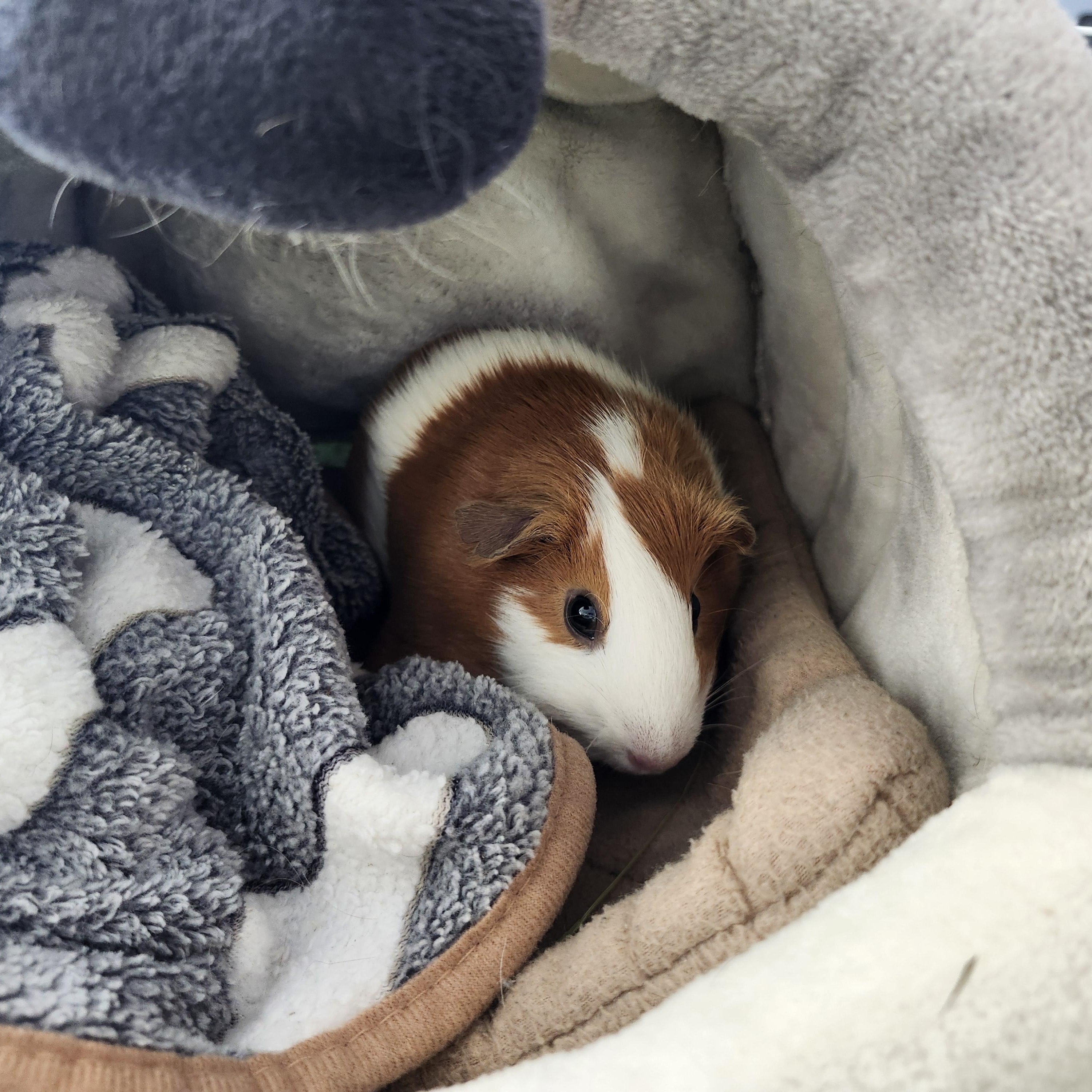 Daisy, Adoptable, Young Female Guinea Pig.