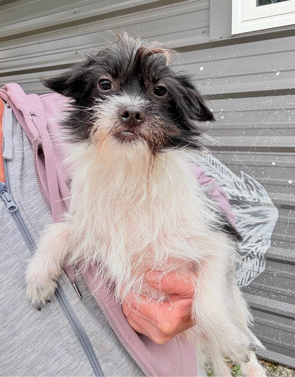 Enlarge Snickers, a Adoptable mixed breed in Temecula, CA image 1/3