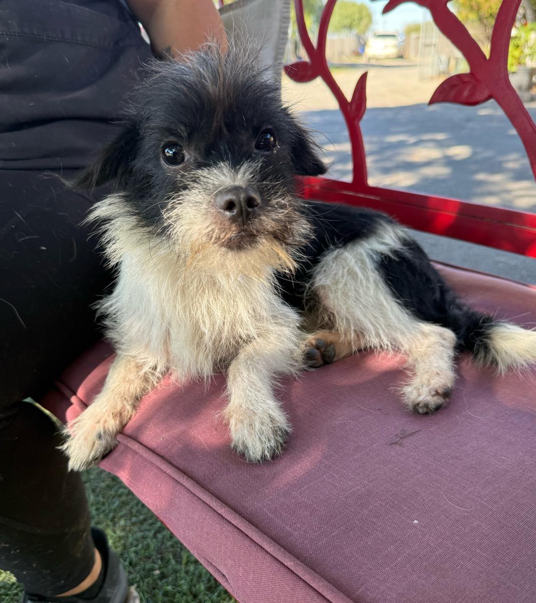 Enlarge Snickers, a Adoptable mixed breed in Temecula, CA image 2/3